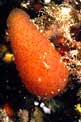 Tunicato conico (Aplidium conicum)