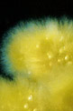 Alga gialla piumino (n.d. n.d.)