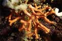 Falso corallo (Myriapora truncata)