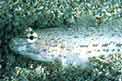 Ghiozzo rasposo (Gobius bucchichi)