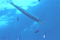 Barracuda (Sphyraena sphyraena)