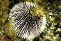 Riccio di prateria (Sphaerechinus granularis)