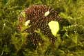 Riccio di prateria (Sphaerechinus granularis)