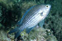 Castagnola (Chromis chromis)