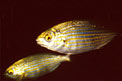 Salpa (Sarpa salpa)