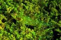 Peperoncino verde (Tripterygion tripteronotus)