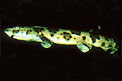 Squalo gattopardo (Scyliorhinus stellaris)