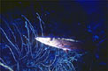 Barracuda (Sphyraena barracuda)