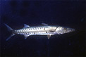 Barracuda (Sphyraena barracuda)