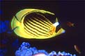 Pesce farfalla fasciato (Chaetodon fasciatus)