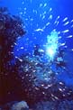 Pesce cristallo (Parapriacanthus guentheri)