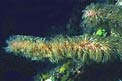 Gorgonia pelosissima caraibica (n.d. n.d.)