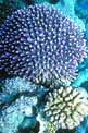 Madrepora lampone (Pocillopora verrucosa)