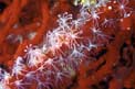 Corallo rosso (Corallium rubrum)