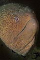 Murena gigante tropicale (Gymnotorax javanicus)