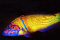 Donzella pavonina (Thalassoma pavo)