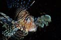 Pesce cobra (Pterois miles)