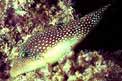 Pesce palla margherita (Canthigaster margaritata)