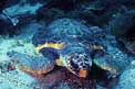 Caretta (Caretta caretta)