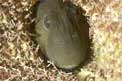 Bavosa galletto (Coryphoblennius galerita)