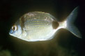 Sarago fasciato (Diplodus vulgaris)