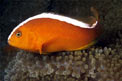 Pesce pagliaccio arancione (Amphiprion sandaracinos)