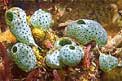 Ascidietta verde (Atriolum robustum)