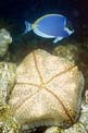 Stella marina cuscino (Culcita schimideliana)