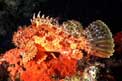 Scorfano rosso (Scorphaena scrofa)