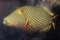 Pesce balestra striato (Balistapus undulatus)