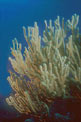 Gorgonia tropicale caraibica (n.d. n.d.)