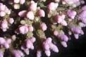 Madrepora lampone (Pocillopora damicornis)