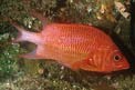 Pesce scoiattolo macchiabianca (Sargocentron cornutum)