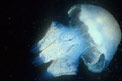 Polmone di mare (Rhizostoma pulmo)