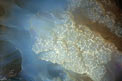 Polmone di mare (Rhizostoma pulmo)
