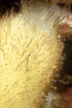 Spugna calcarea ispida (Sycon raphanus)