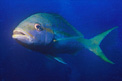 Pesce codagialla (Ocyrus chrysurus)