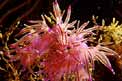 Flabellina rosa (Flabellina affinis)
