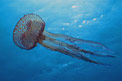 Medusa luminosa (Pelagia noctiluca)