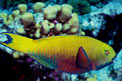 Pesce pappagallo gibboso (Scarus gibbus)