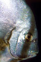 Pesce pipistrello (Platax orbicularis)