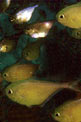 Pesce  accetta (Pempheris vanicolensis)