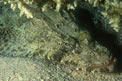 Pesce coccodrillo (Papilloculiceps longiceps)