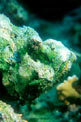 Pesce pietra falso (Scorpaenopsis diabolus)