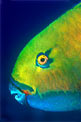 Pesce pappagallo gibboso (Scarus gibbus)