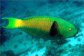 Pesce pappagallo gibboso (Scarus gibbus)