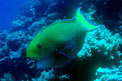 Pesce pappagallo gibboso (Scarus gibbus)