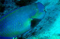 Pesce pappagallo gibboso (Scarus gibbus)