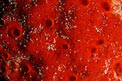 Spugna perforante rossa (Cliona vastifica)