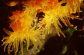 Madrepora arancione (Astroides calycularis)